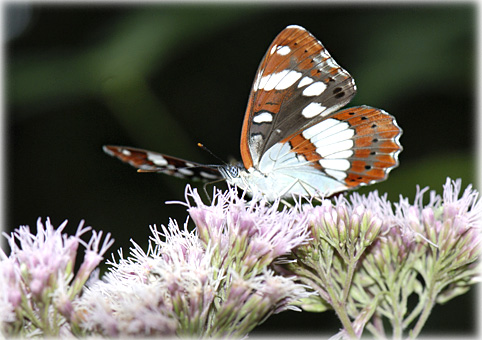 limenitis camilla