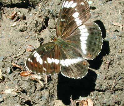 Limenitis camilla