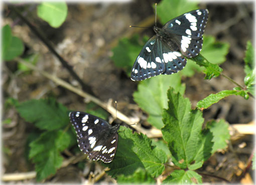 Limenitis reducta