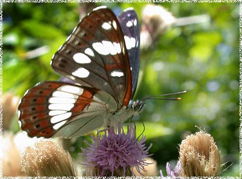 Limenitis reducta