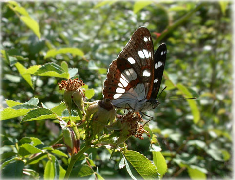 Limenitis reducta