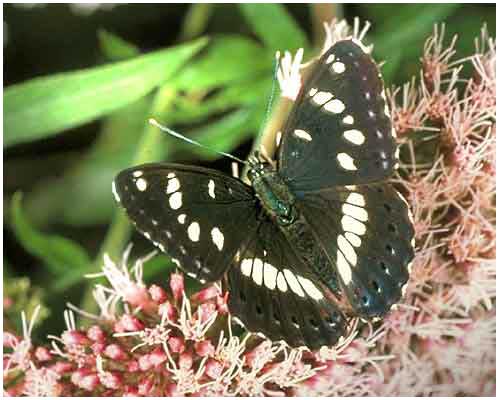 Limenitis reducta