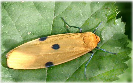 Lithosia quadra