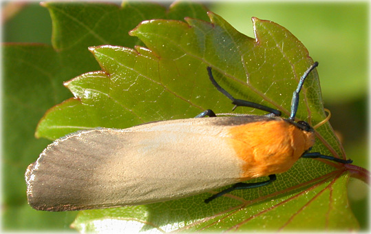 Lithosia quadra