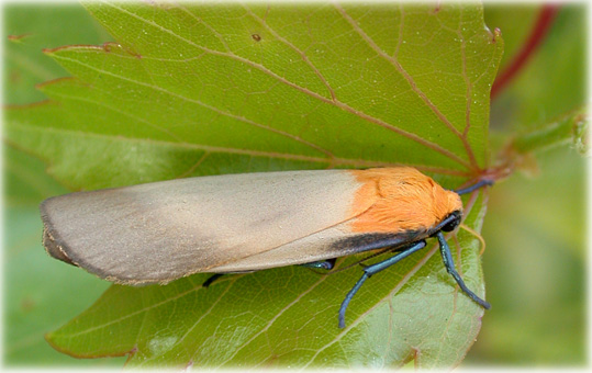 Lithosia quadra