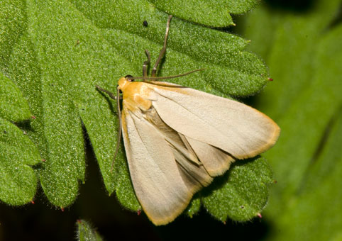 Lithosia quadra