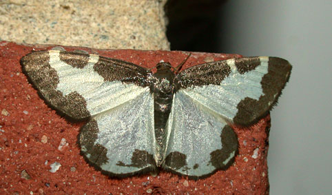  Lomaspilis marginata