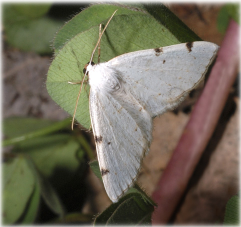 Lomographa bimaculata