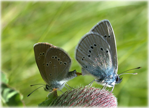Glaucopsyche melanops