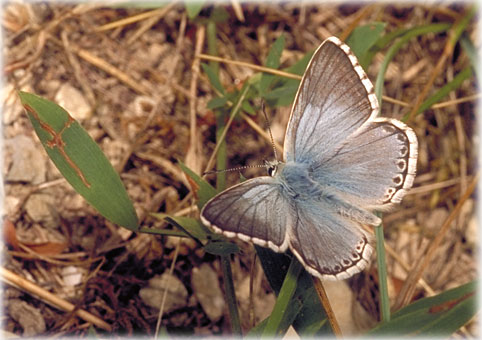 Lysandra hispana