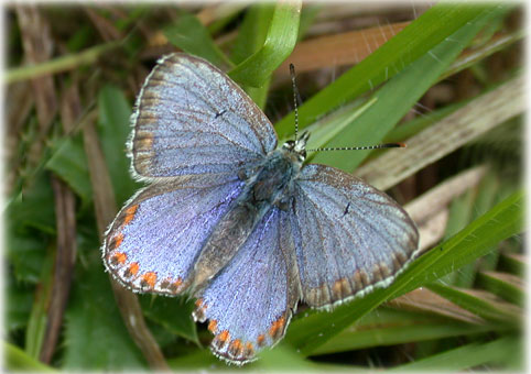 Polyommatus thersites