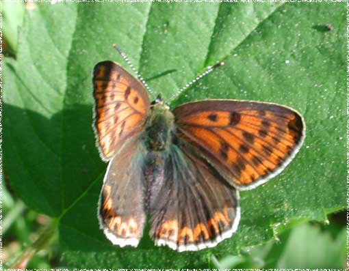 Lycaena tityrus