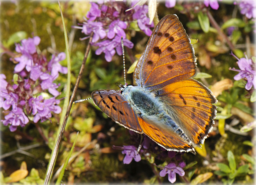 Lycaena alciphron