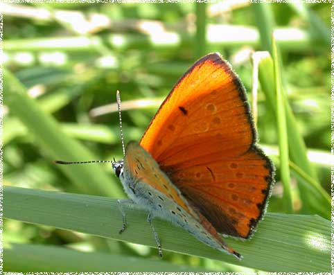 Lycaena Dispar