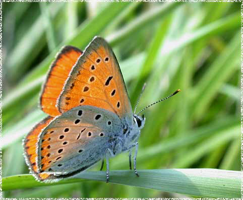 Lycaena Dispar