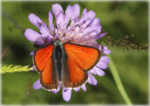 Lycaena hippothoe