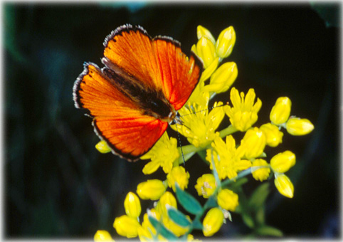 Lycaena hippothoe