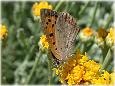 Lycaena phlaeas