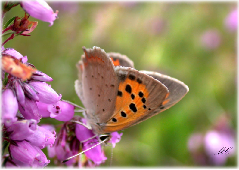 Lycaena phlaeas