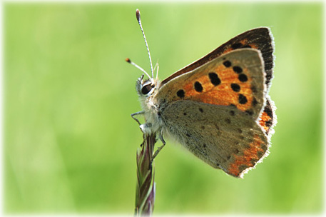 Lycaena phlaeas