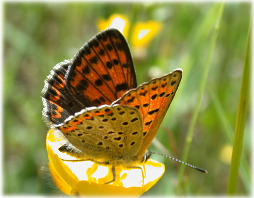 Lycaena tityrus