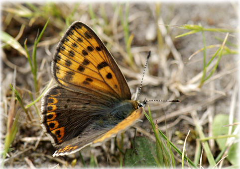 Lycaena tityrus