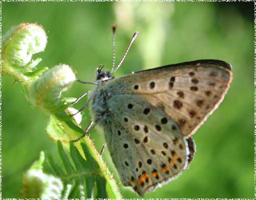 Lycaena tityrus