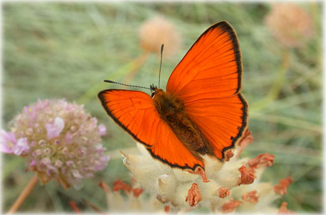 Lycaena virgaureae