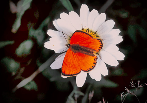  Heodes virgaureae = Lycaena virgaureae