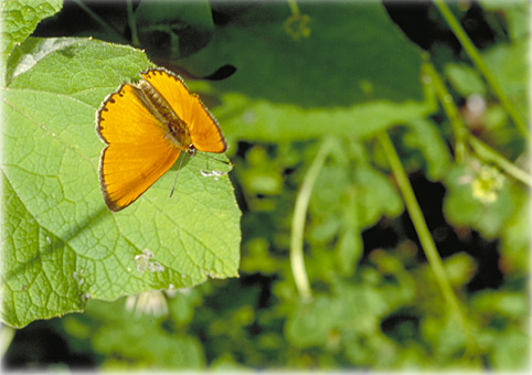  Heodes virgaureae = Lycaena virgaureae