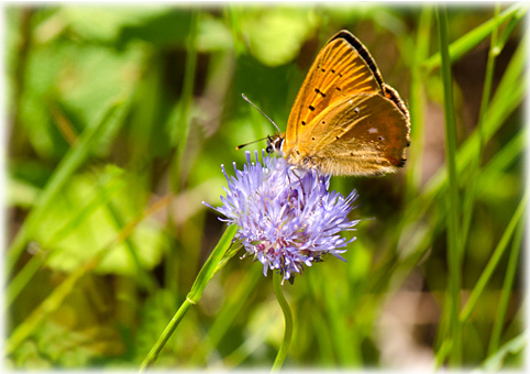  Heodes virgaureae = Lycaena virgaureae