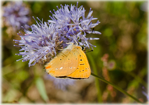 Lycaena virgaureae