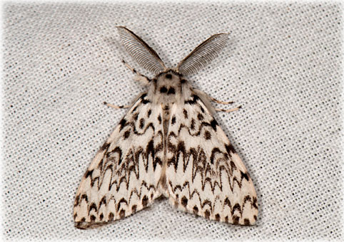 Lymantria monacha