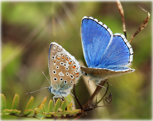 Lysandra bellargus