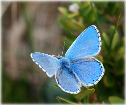 Lysandra bellargus
