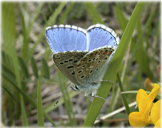 Lysandra bellargus