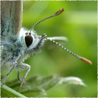 Lysandra bellargus