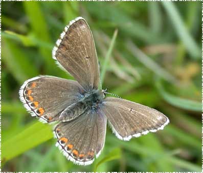 Lysandra bellargus