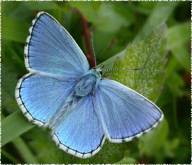 Lysandra bellargus