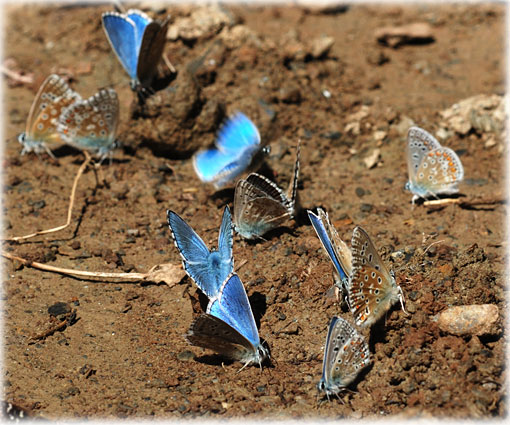 Lysandra bellargus