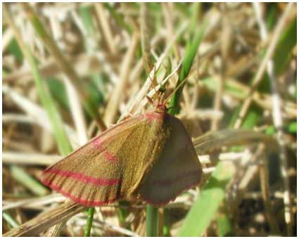 Lythria Purpuraria