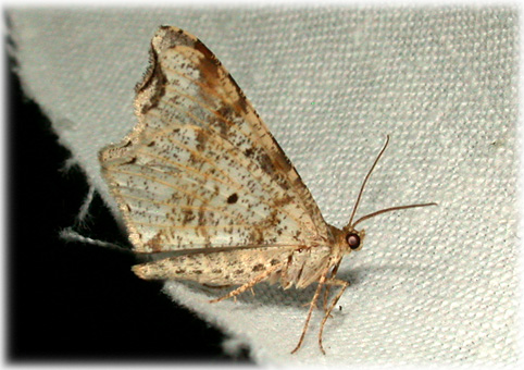 Macaria notata