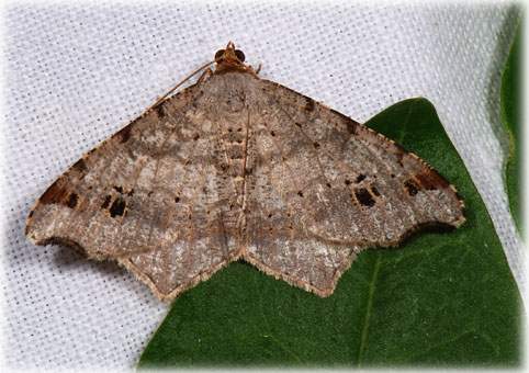 Macaria alternata