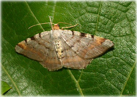 Macaria liturata