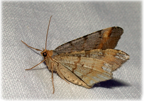 Macaria liturata