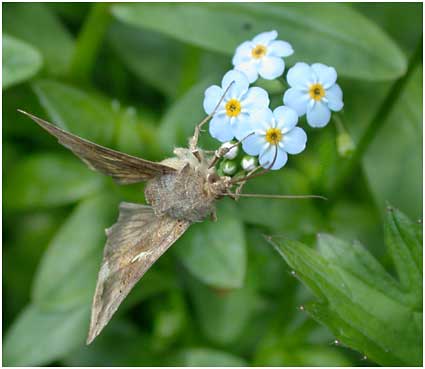 Autographa gamma