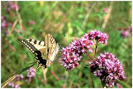 Machaon