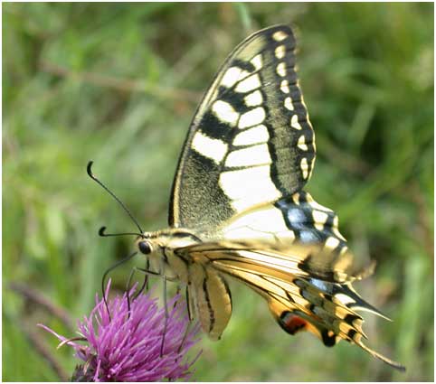 Machaon