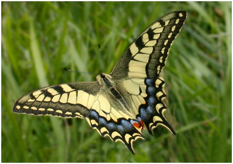 Machaon