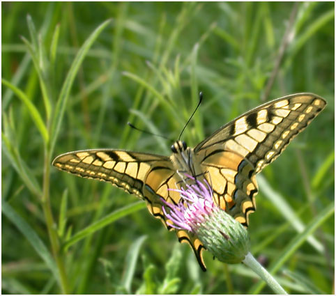 Machaon